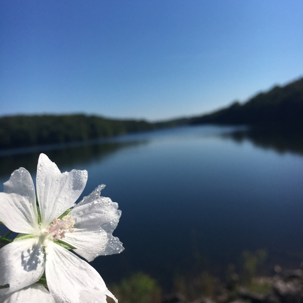 Meet your Posher, Stella
